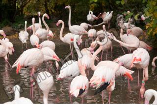 Body texture of pink flamingo 0001